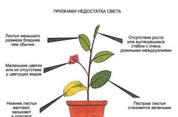 Выращивание комнатного лимона – капризное экзотическое растение