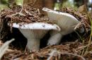 Засолка разных съедобных грибов холодным и горячим способом, хранение засоленных грибов Подгруздок белый грибы как готовить