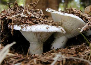 Засолка разных съедобных грибов холодным и горячим способом, хранение засоленных грибов Подгруздок белый грибы как готовить